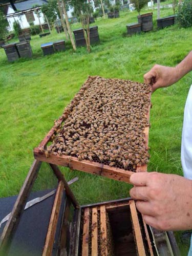 家養(yǎng)的蜜蜂為什么會(huì)全部飛走(家養(yǎng)的蜜蜂飛走了有啥原因) 家養(yǎng)的蜜蜂為什么會(huì)全部飛走(家養(yǎng)的蜜蜂飛走了有啥原因)