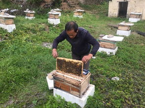 家養(yǎng)的蜜蜂為什么會(huì)全部飛走(家養(yǎng)的蜜蜂飛走了有啥原因) 家養(yǎng)的蜜蜂為什么會(huì)全部飛走(家養(yǎng)的蜜蜂飛走了有啥原因)