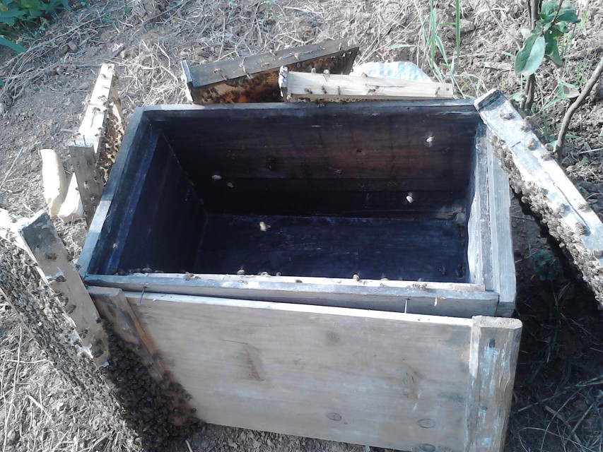 蜂王一年四季都產(chǎn)卵嗎(蜂王不是四季都能育王的) 蜂王一年四季都產(chǎn)卵嗎(蜂王不是四季都能育王的)