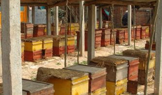 蜂王一年四季都產(chǎn)卵嗎(蜂王不是四季都能育王的) 蜂王一年四季都產(chǎn)卵嗎(蜂王不是四季都能育王的)