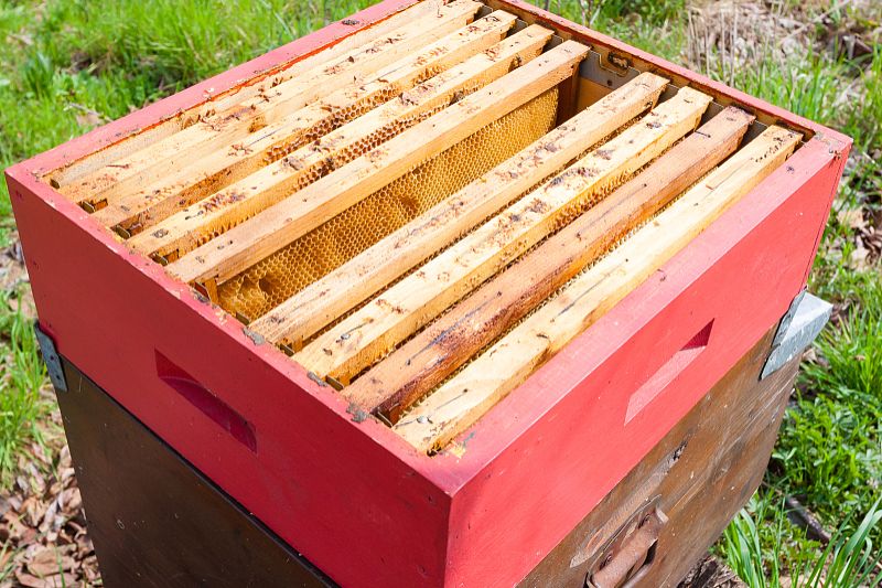 蜂王一年四季都產(chǎn)卵嗎(蜂王不是四季都能育王的) 蜂王一年四季都產(chǎn)卵嗎(蜂王不是四季都能育王的)