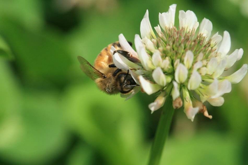 蜜蜂人工怎樣分蜂? 蜜蜂人工怎樣分蜂?