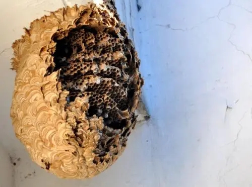 怎么控制蜂的脾數(shù)(多少脾蜂才能分蜂) 怎么控制蜂的脾數(shù)(多少脾蜂才能分蜂)