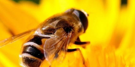 云貴高原中蜂好養(yǎng)嗎(蜂蜜品種之云貴高原中蜂) 云貴高原中蜂好養(yǎng)嗎(蜂蜜品種之云貴高原中蜂)