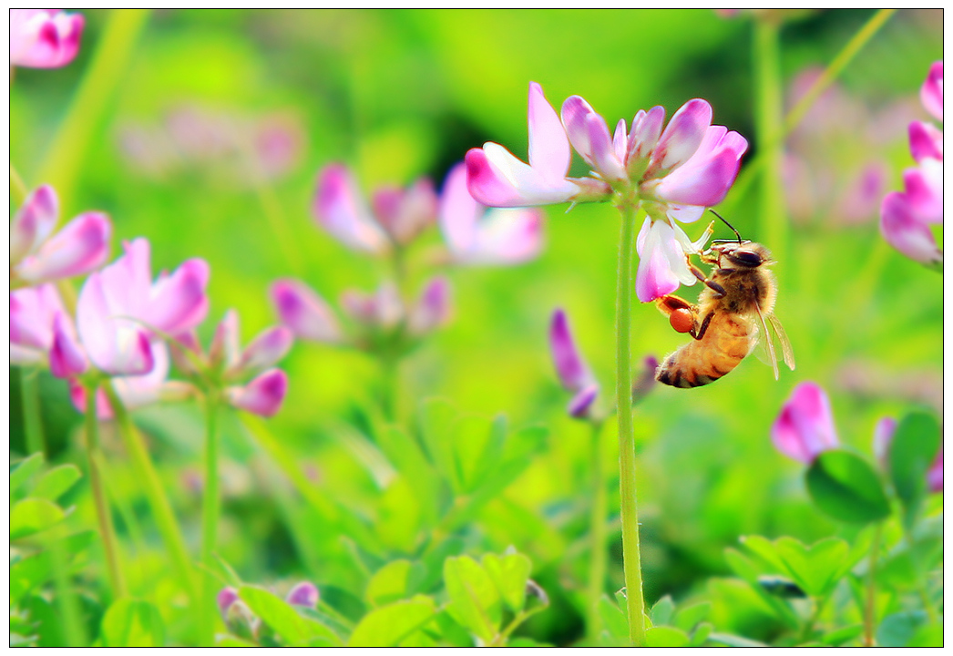 什么時(shí)候開(kāi)始學(xué)養(yǎng)蜂最好(什么時(shí)候養(yǎng)蜂最合適) 什么時(shí)候開(kāi)始學(xué)養(yǎng)蜂最好(什么時(shí)候養(yǎng)蜂最合適)