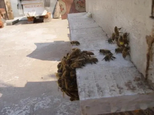 自己家樓上適合養(yǎng)蜂嗎