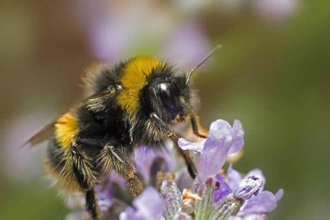蜜蜂冬季幾天喂一次 蜜蜂冬季幾天喂一次