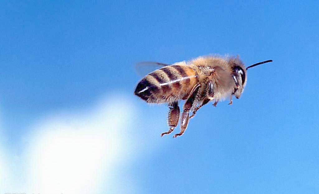 蜜蜂冬季幾天喂一次 蜜蜂冬季幾天喂一次