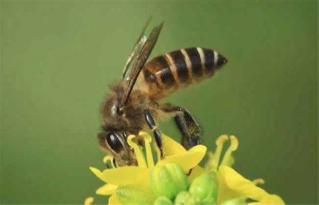 中華蜜蜂的優(yōu)點(diǎn)和缺點(diǎn)