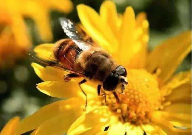 中華蜜蜂的優(yōu)點(diǎn)和缺點(diǎn)