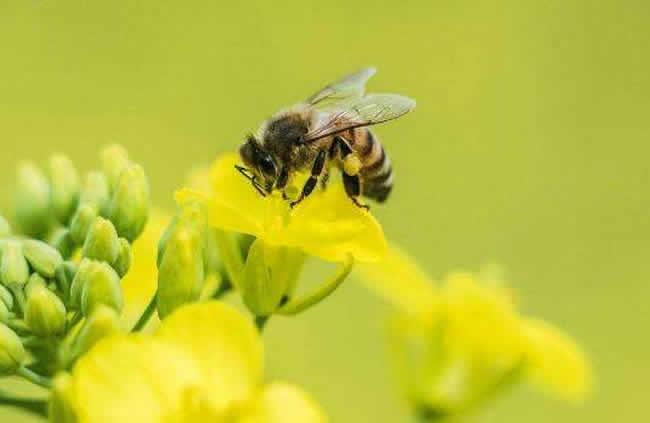 中華蜜蜂的優(yōu)點(diǎn)和缺點(diǎn)