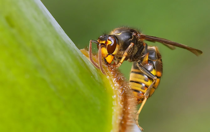 胡蜂(馬蜂)養(yǎng)殖前景與市場(chǎng)怎么樣(養(yǎng)殖胡蜂靠什么賺錢)