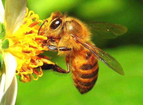 蜜蜂的強(qiáng)群標(biāo)準(zhǔn)是怎樣的？