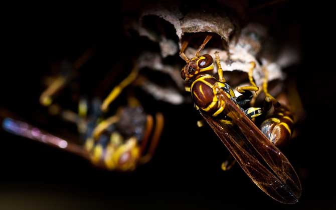 家里飛來(lái)黃蜂代表什么