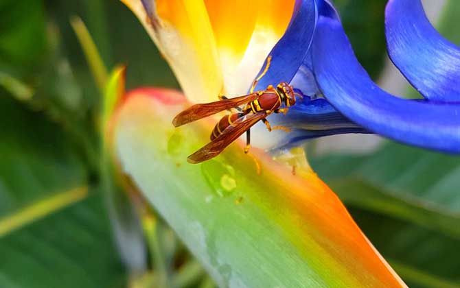 家里飛來(lái)黃蜂代表什么