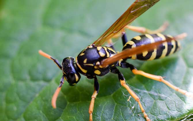 家里飛來(lái)黃蜂代表什么