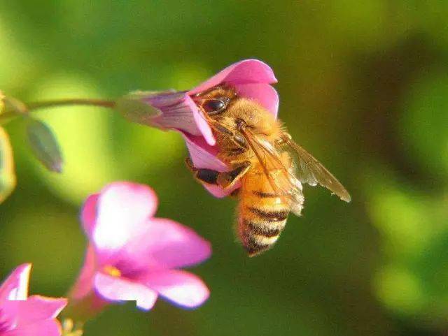 什么時候買蜂養最好(什么時候養蜂最合適) 什么時候買蜂養最好(什么時候養蜂最合適)