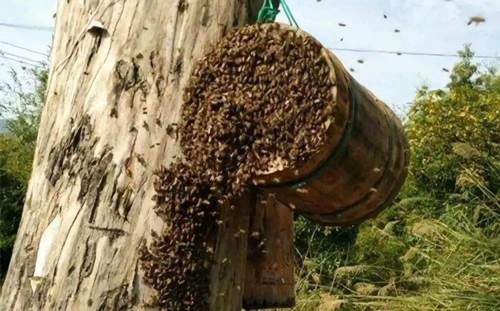 怎么知道附近有野生蜜蜂窩？