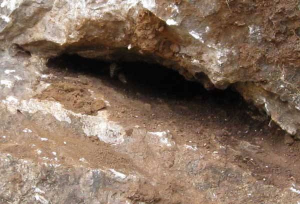 怎么知道附近有野生蜜蜂窩？