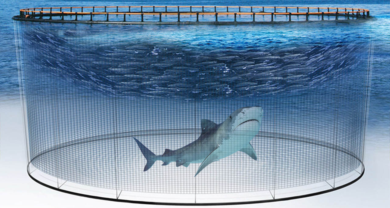 全球每年銷(xiāo)售魚(yú)翅140萬(wàn)噸，殺死1億條鯊魚(yú)，為何不能人工飼養(yǎng)？