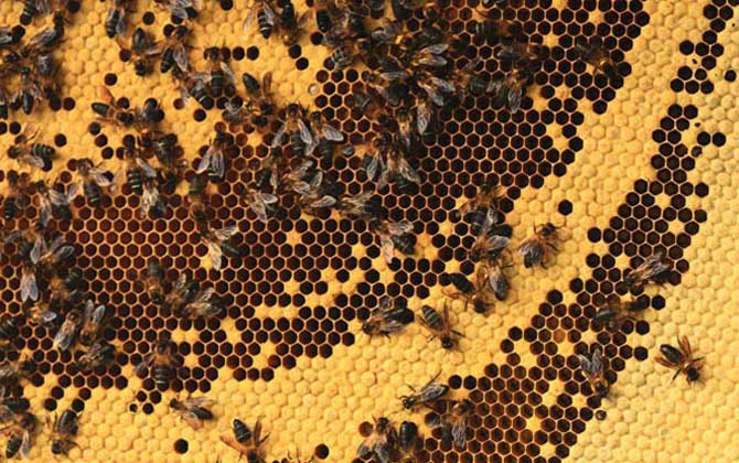 小蜜蜂和大蜜蜂的區(qū)別（小蜜蜂和大蜜蜂的產(chǎn)量對(duì)比）