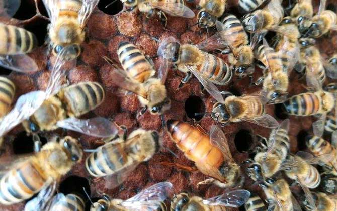 高加索黑蜂抗螨性（蜜蜂治螨蟲的最好方法）