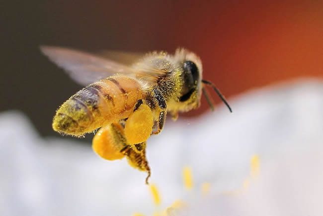 【蜜蜂知識(shí)】在蜂群中如何辨別蜂后？