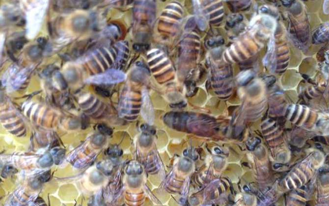 新手養蜂的推薦蜂種（新手養什么蜂比較好）