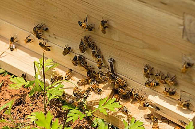 如何制作簡單的蜂箱？