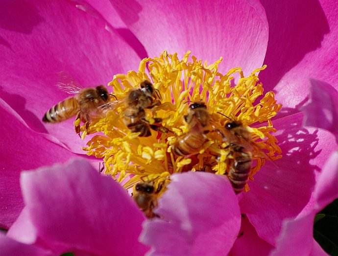 【蜜蜂知識】蜜蜂什么時候分蜂？