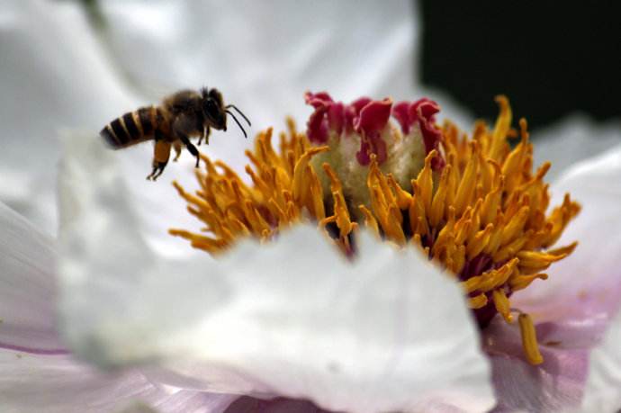 【蜜蜂知識】蜜蜂什么時候分蜂？