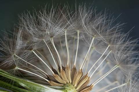 蒲公英蜜的功效和作用(可曾聽(tīng)說(shuō)稀有蜜種蒲公英蜜) 蒲公英蜜的功效和作用(可曾聽(tīng)說(shuō)稀有蜜種蒲公英蜜)