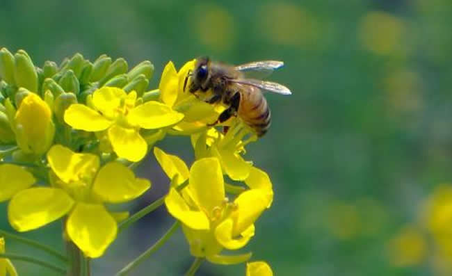 意大利蜂有哪些缺點(diǎn)？