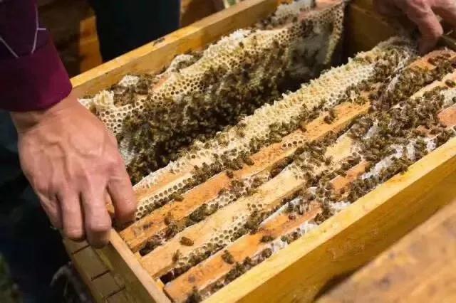 搖蜜時要避開蜂王嗎(搖蜜要不要把蜂王抓起來) 搖蜜時要避開蜂王嗎(搖蜜要不要把蜂王抓起來)