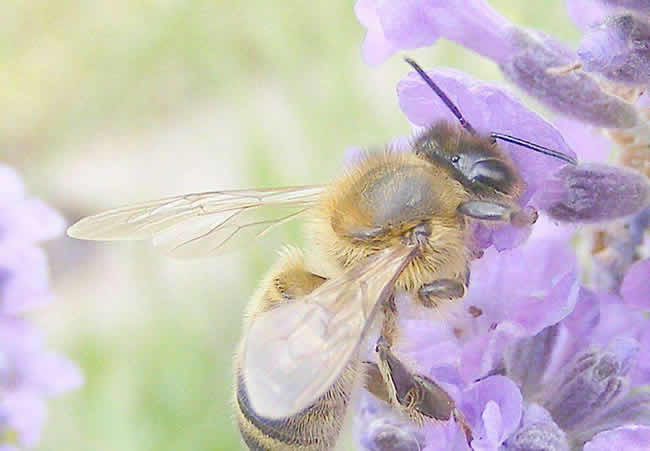 【蜜蜂知識(shí)】蜜蜂的生物學(xué)特性有哪些？