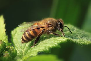養(yǎng)中蜂的詳細(xì)技術(shù)方法（中蜂強群飼養(yǎng)的主要技術(shù)）