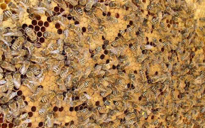 浙農(nóng)大一號(hào)意蜂