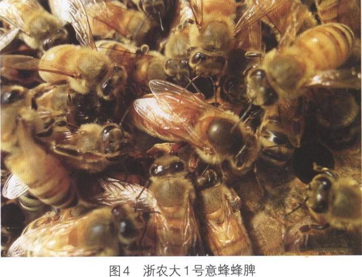 浙農(nóng)大一號(hào)意蜂