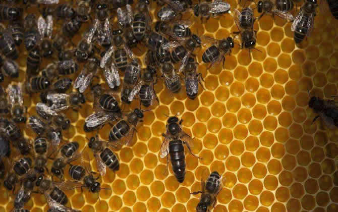 浙農(nóng)大一號(hào)意蜂