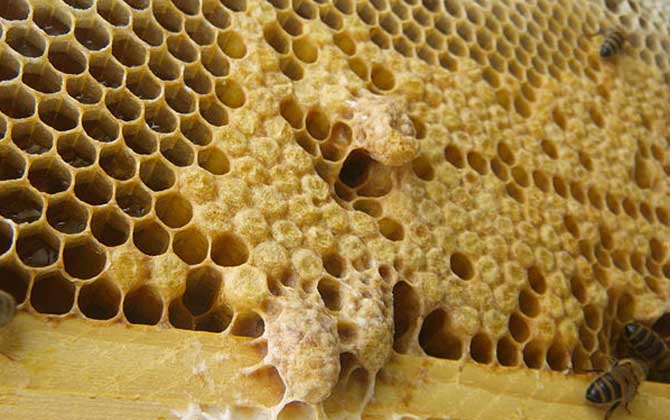 新手養(yǎng)蜂怎樣起王臺(tái)？（怎樣讓蜜蜂自己起王臺(tái)）