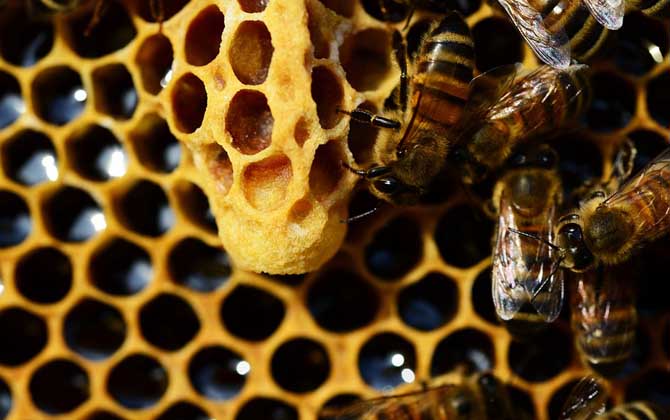 新手養(yǎng)蜂怎樣起王臺(tái)？（怎樣讓蜜蜂自己起王臺(tái)）