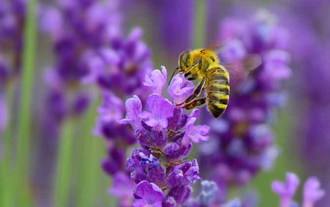新手如何在家養(yǎng)好蜜蜂? 新手如何在家養(yǎng)好蜜蜂?