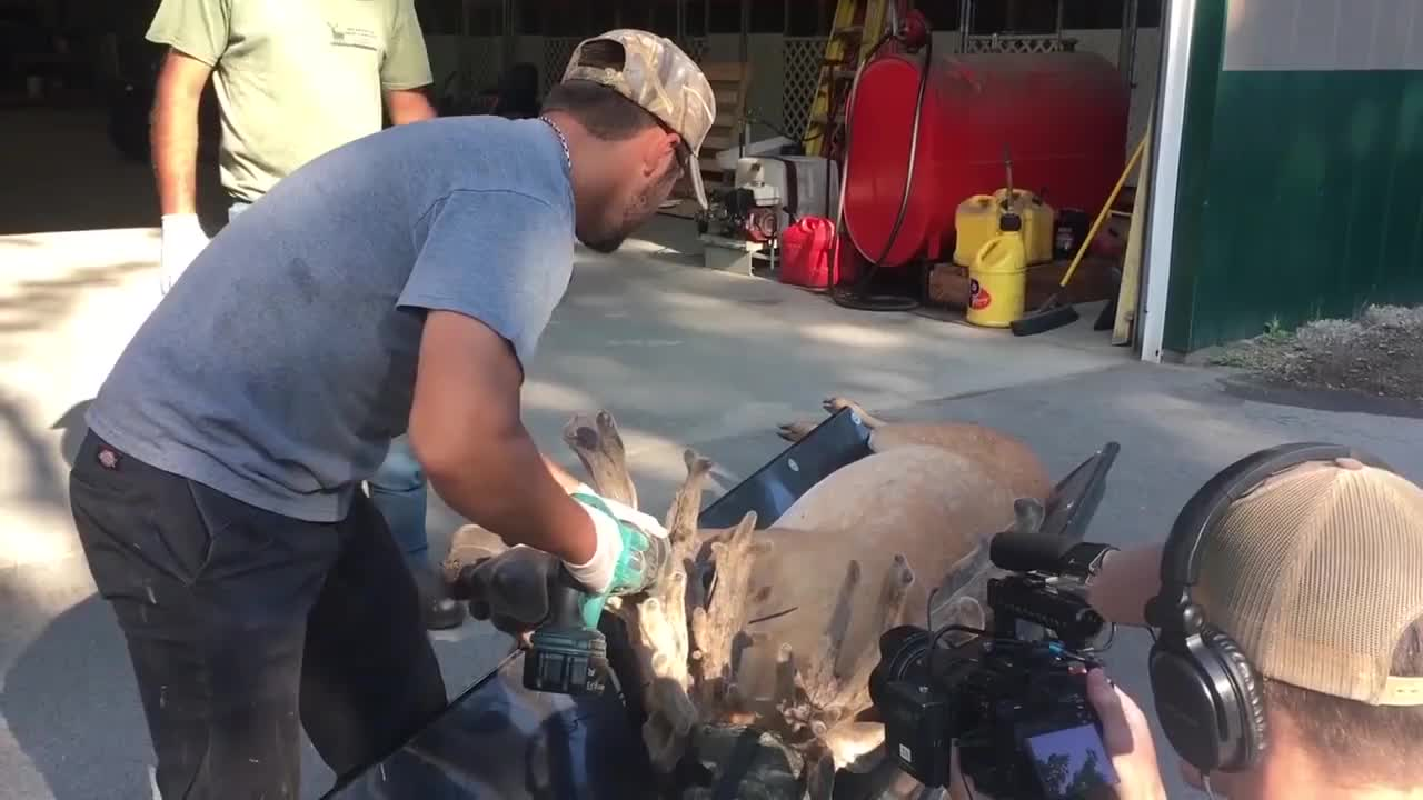 鹿角每年都會自然脫落，人類為何割鹿茸，而不是撿拾脫落的鹿角？