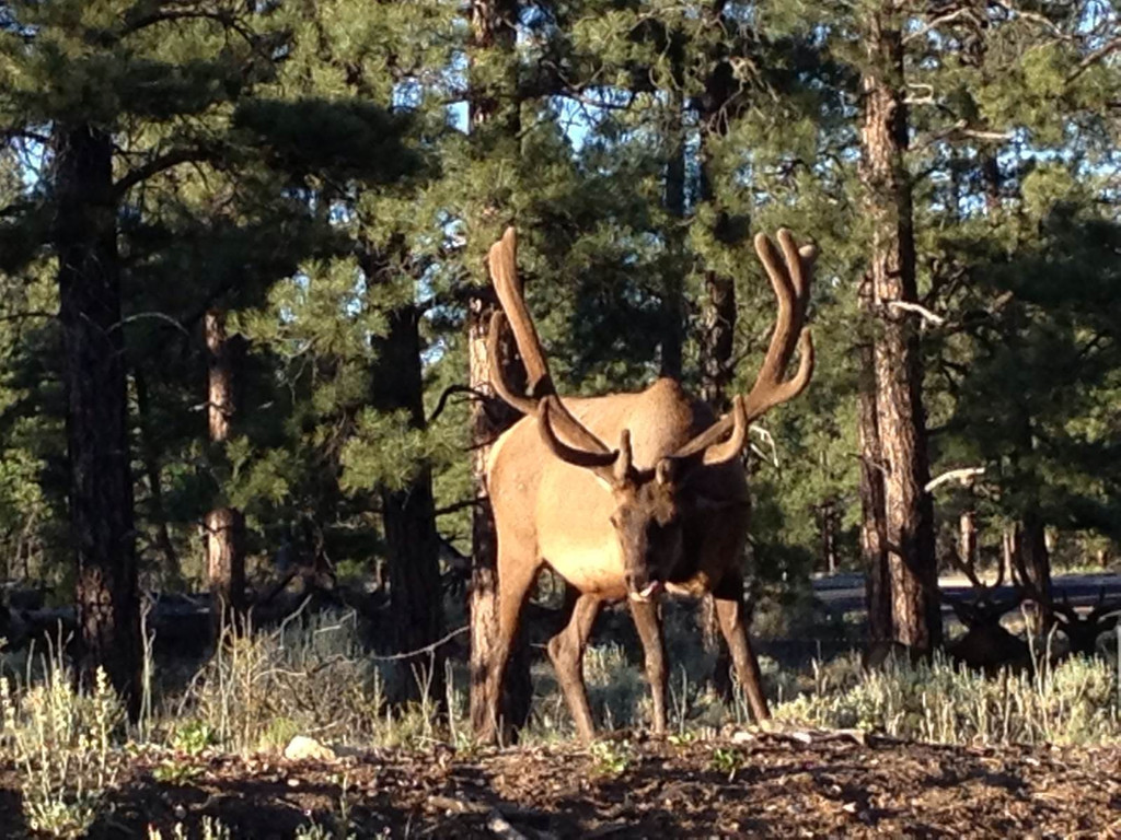 鹿角每年都會自然脫落，人類為何割鹿茸，而不是撿拾脫落的鹿角？