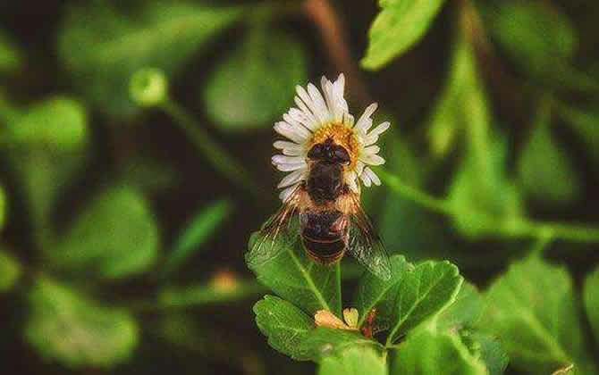 蜜蜂養(yǎng)殖如何防止螞蟻？