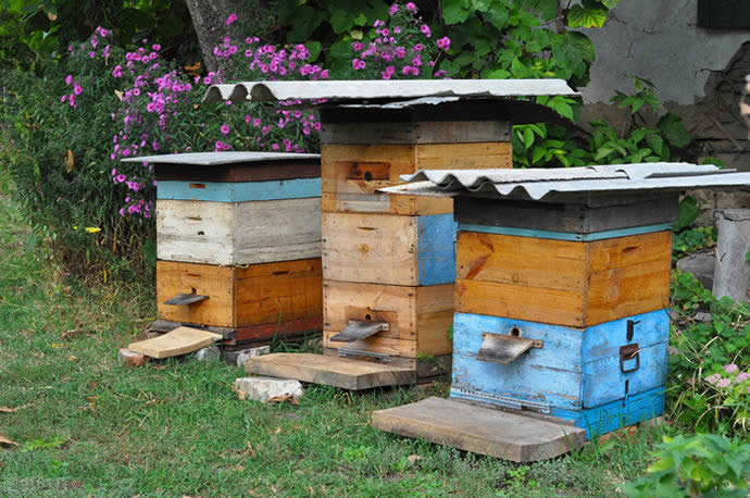 蜜蜂采花粉還是花蜜，做什么用?(帶你看怎么釀變成蜂蜜)