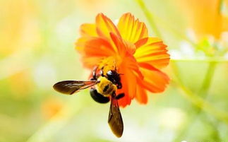 蜜蜂沒(méi)有王還能不能養(yǎng)成功（蜂群沒(méi)有蜂王怎么辦）