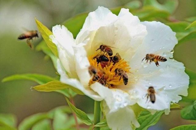蜂蜜是單花好還是多花好(不同花的蜂蜜有區別嗎) 蜂蜜是單花好還是多花好(不同花的蜂蜜有區別嗎)