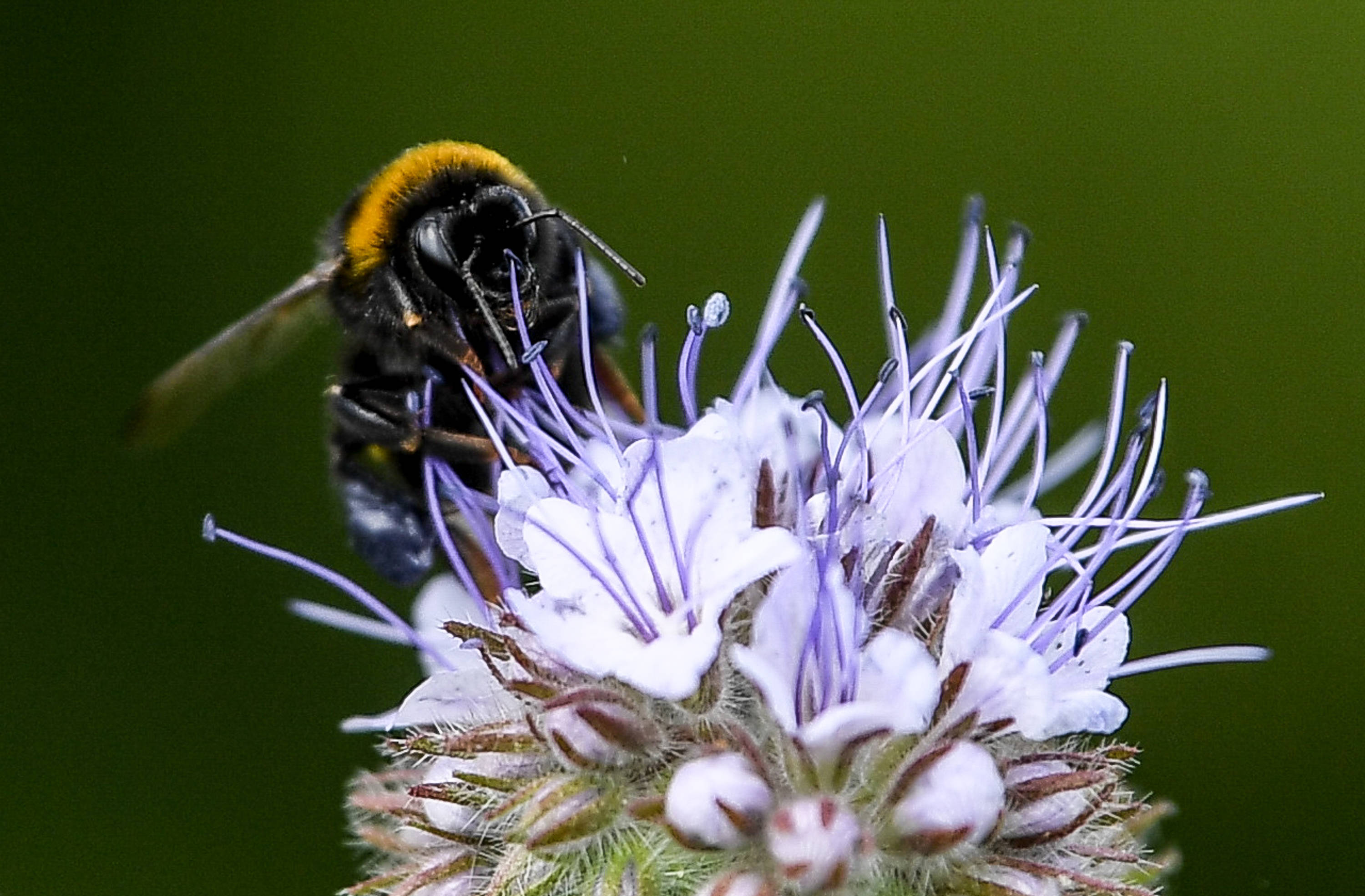 蜂蜜是單花好還是多花好(不同花的蜂蜜有區別嗎) 蜂蜜是單花好還是多花好(不同花的蜂蜜有區別嗎)