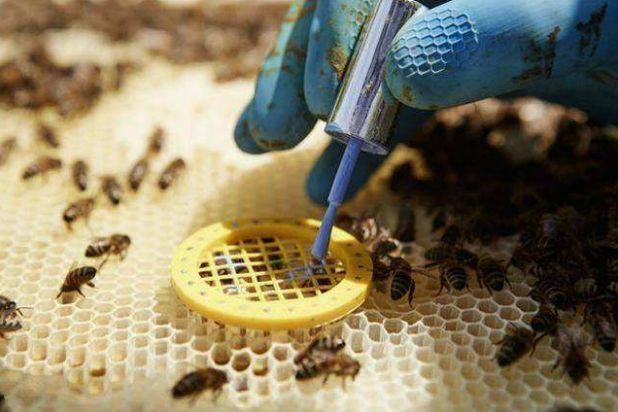 新手養(yǎng)蜂不會育王怎么辦（新手養(yǎng)蜂育蜂王技術）